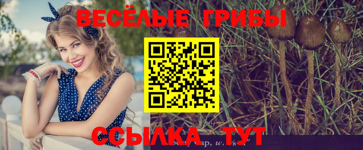 Галлюциногенные грибы Cubensis Гусь-Хрустальный